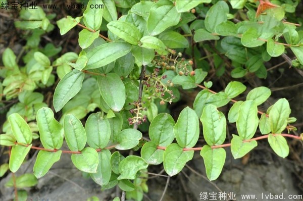 马桑种子