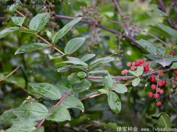 马桑种子