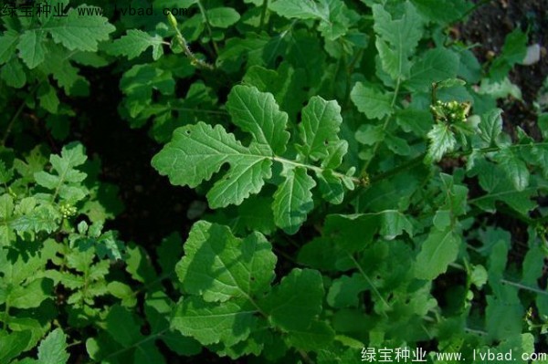 <a href='https://www.lvbad.com/yaocaizhongzi/2317.html' target='_blank'>白芥子种子</a>
