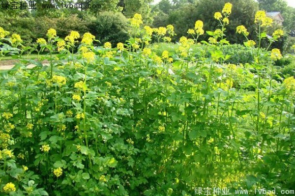 <a href='https://www.lvbad.com/yaocaizhongzi/2317.html' target='_blank'>白芥子</a><a href='https://www.lvbad.com/' target='_blank'>种子</a>
