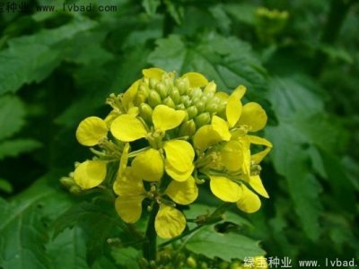白芥子种子