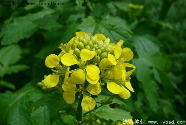 <a href='https://www.lvbad.com/yaocaizhongzi/2317.html' target='_blank'>白芥子种子</a>