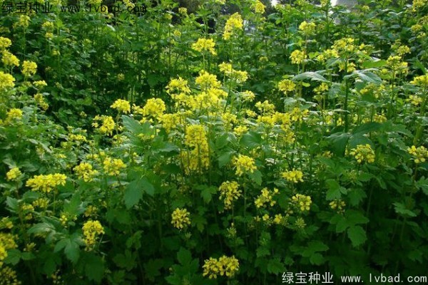 <a href='https://www.lvbad.com/yaocaizhongzi/2317.html' target='_blank'>白芥子种子</a>