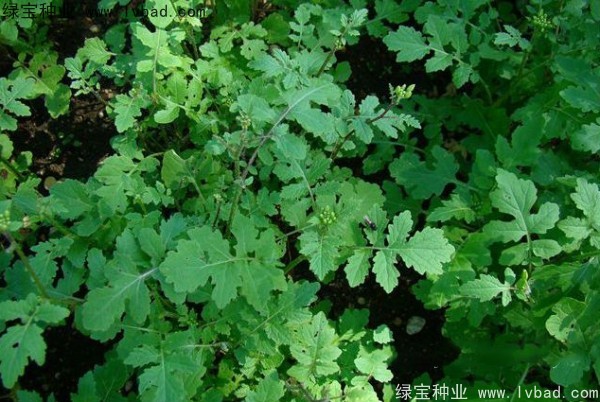 白芥子种子