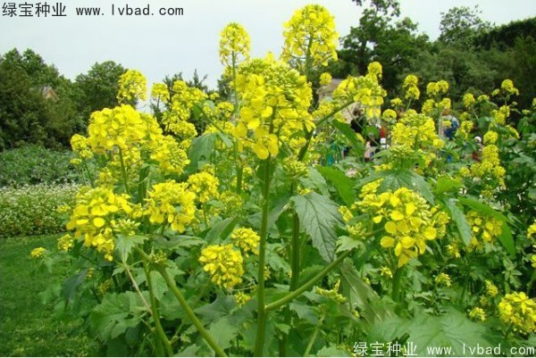 <a href='https://www.lvbad.com/yaocaizhongzi/2317.html' target='_blank'>白芥子</a><a href='https://www.lvbad.com/' target='_blank'>种子</a>