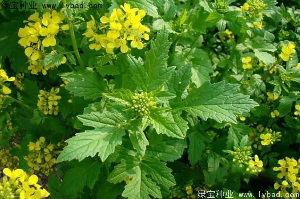 白芥子种子