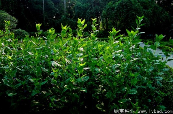 补骨脂种子