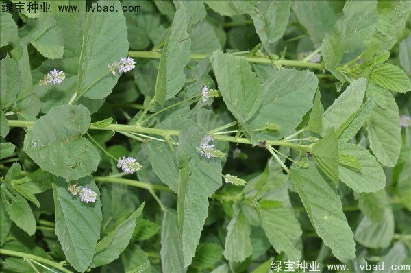 <a href='https://www.lvbad.com/yaocaizhongzi/2318.html' target='_blank'>补骨脂</a><a href='https://www.lvbad.com/' target='_blank'>种子</a>