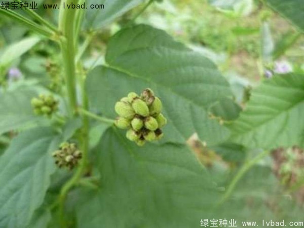 补骨脂<a href='https://www.lvbad.com/' target='_blank'>种子</a>
