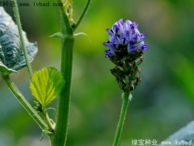 补骨脂种子