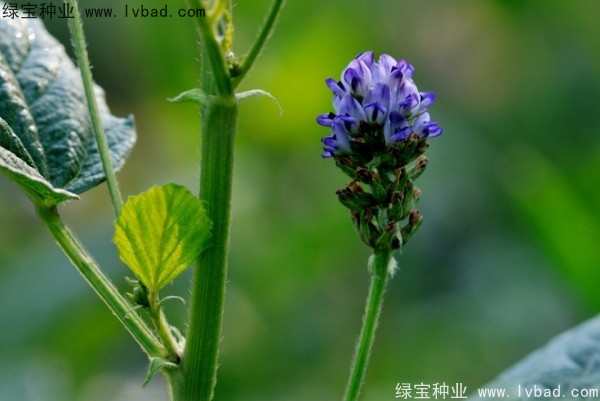 <a href='https://www.lvbad.com/yaocaizhongzi/2318.html' target='_blank'>补骨脂种子</a>