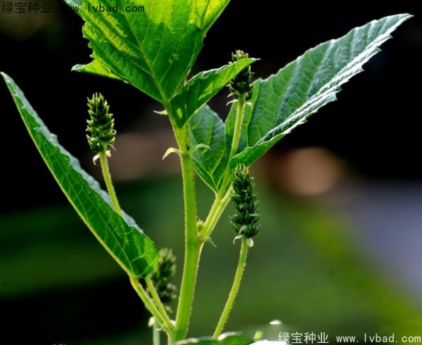 补骨脂种子