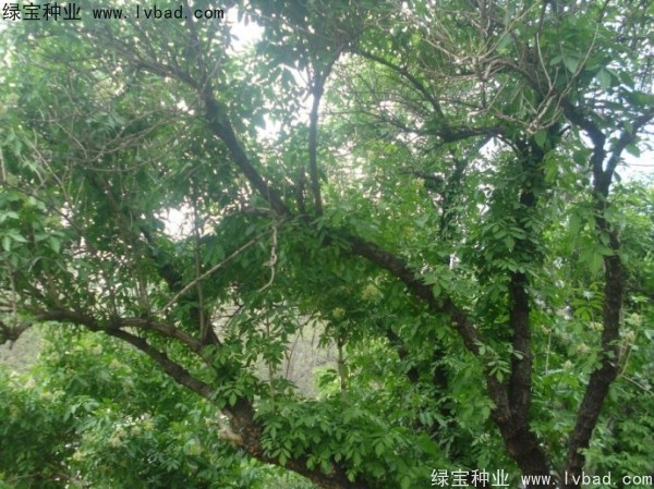 <a href='https://www.lvbad.com/yaocaizhongzi/2319.html' target='_blank'>接骨木</a><a href='https://www.lvbad.com/' target='_blank'>种子</a>