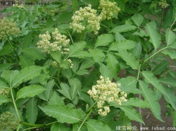 接骨木种子
