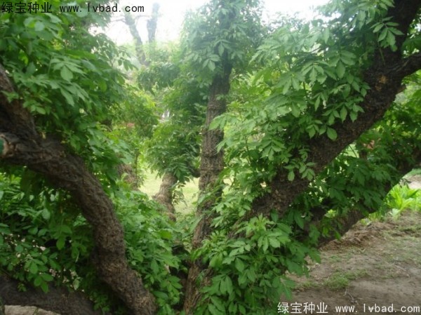 <a href='https://www.lvbad.com/yaocaizhongzi/2319.html' target='_blank'>接骨木种子</a>