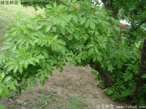 <a href='https://www.lvbad.com/yaocaizhongzi/2319.html' target='_blank'>接骨木</a><a href='https://www.lvbad.com/' target='_blank'>种子</a>