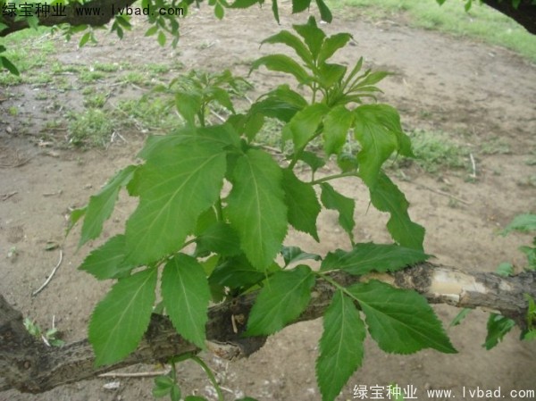 <a href='https://www.lvbad.com/yaocaizhongzi/2319.html' target='_blank'>接骨木种子</a>