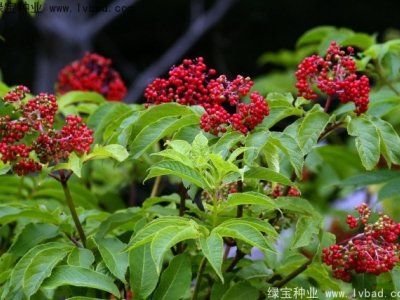 接骨木种子