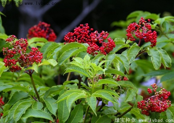 <a href='https://www.lvbad.com/yaocaizhongzi/2319.html' target='_blank'>接骨木种子</a>