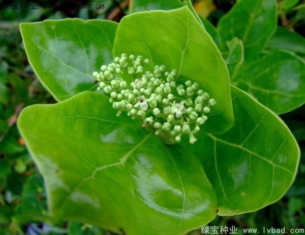 <a href='https://www.lvbad.com/yaocaizhongzi/2320.html' target='_blank'>黄荆</a><a href='https://www.lvbad.com/' target='_blank'>种子</a>