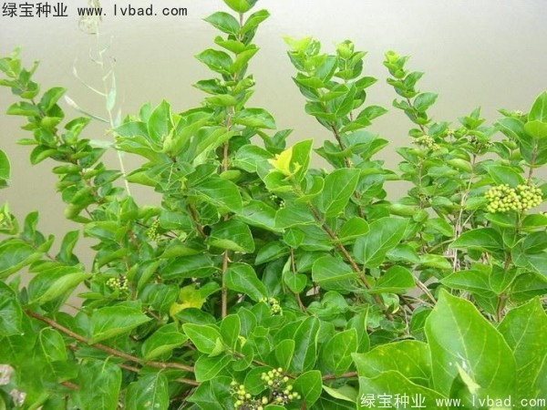 <a href='https://www.lvbad.com/yaocaizhongzi/2320.html' target='_blank'>黄荆种子</a>