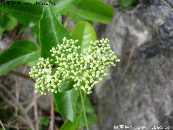 黄荆种子