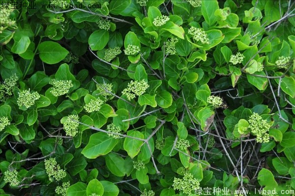 <a href='https://www.lvbad.com/yaocaizhongzi/2320.html' target='_blank'>黄荆种子</a>