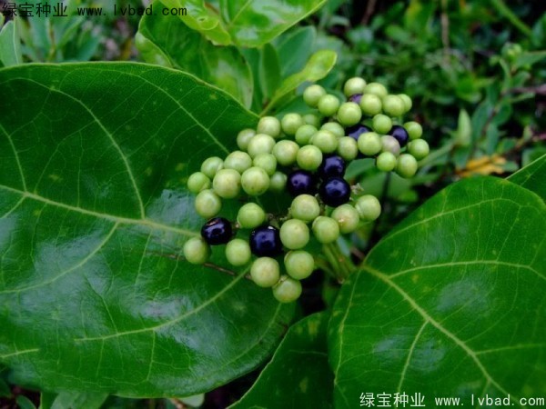 黄荆种子