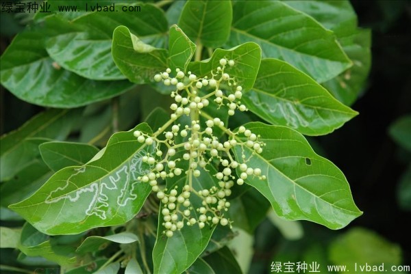 黄荆种子