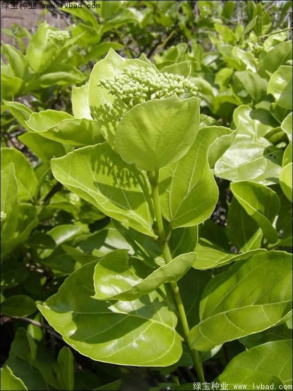 黄荆种子