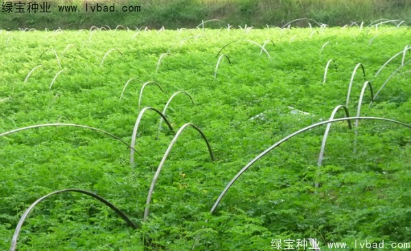 印度辣木种子