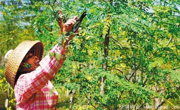 <a href='https://www.lvbad.com/yaocaizhongzi/2321.html' target='_blank'>印度辣木</a><a href='https://www.lvbad.com/' target='_blank'>种子</a>
