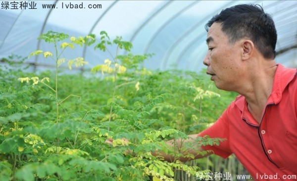 <a href='https://www.lvbad.com/yaocaizhongzi/2321.html' target='_blank'>印度辣木种子</a>