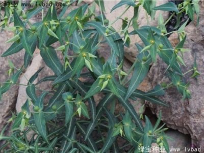 千金子种子