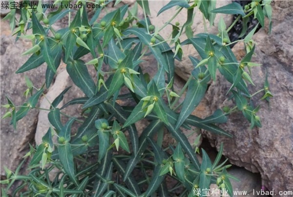 <a href='https://www.lvbad.com/yaocaizhongzi/2322.html' target='_blank'>千金子种子</a>