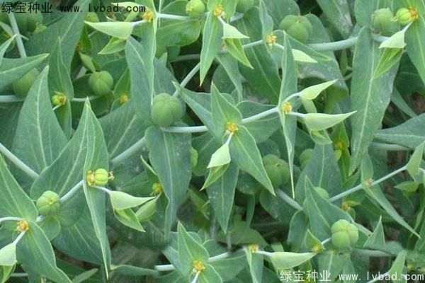 <a href='https://www.lvbad.com/yaocaizhongzi/2322.html' target='_blank'>千金子种子</a>