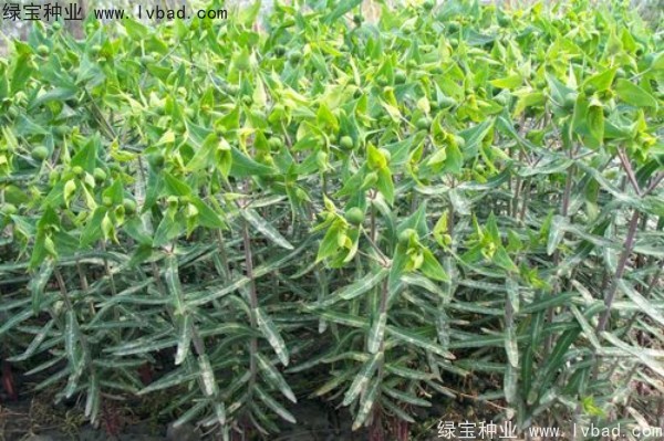 <a href='https://www.lvbad.com/yaocaizhongzi/2322.html' target='_blank'>千金子</a><a href='https://www.lvbad.com/' target='_blank'>种子</a>