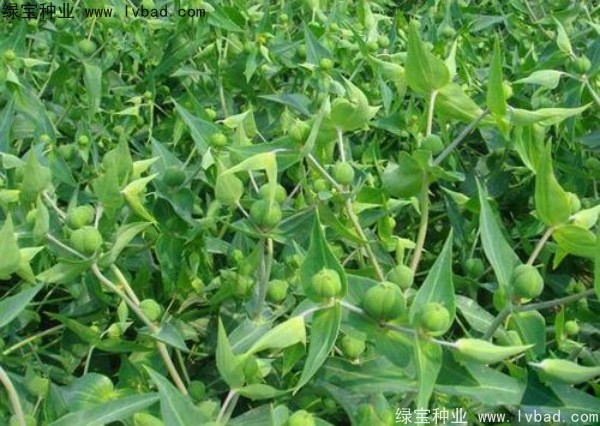 <a href='https://www.lvbad.com/yaocaizhongzi/2322.html' target='_blank'>千金子</a><a href='https://www.lvbad.com/' target='_blank'>种子</a>