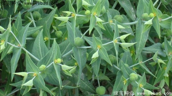 <a href='https://www.lvbad.com/yaocaizhongzi/2322.html' target='_blank'>千金子种子</a>