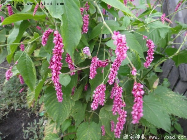 <a href='https://www.lvbad.com/yaocaizhongzi/2324.html' target='_blank'>水红花种子</a>