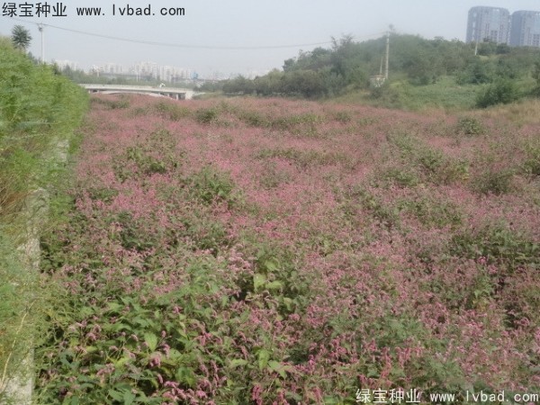 水<a href='https://www.lvbad.com/yaocaizhongzi/2335.html' target='_blank'>红花种子</a>