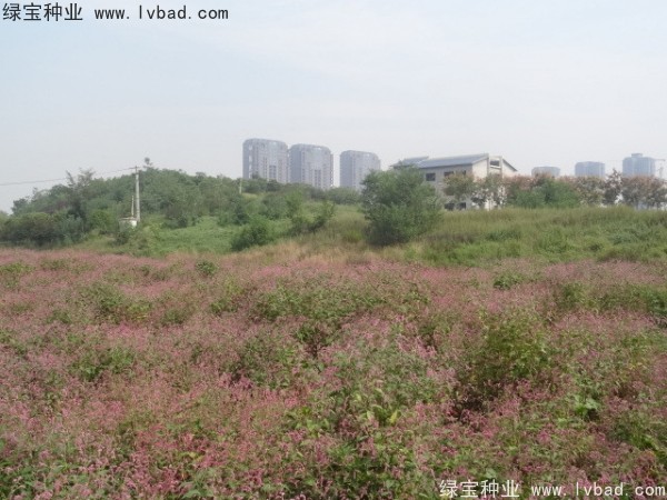 <a href='https://www.lvbad.com/yaocaizhongzi/2324.html' target='_blank'>水红花种子</a>