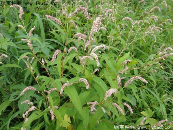 <a href='https://www.lvbad.com/yaocaizhongzi/2324.html' target='_blank'>水红花种子</a>