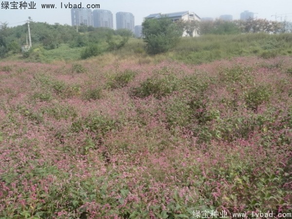 水<a href='https://www.lvbad.com/yaocaizhongzi/2335.html' target='_blank'>红花</a><a href='https://www.lvbad.com/' target='_blank'>种子</a>