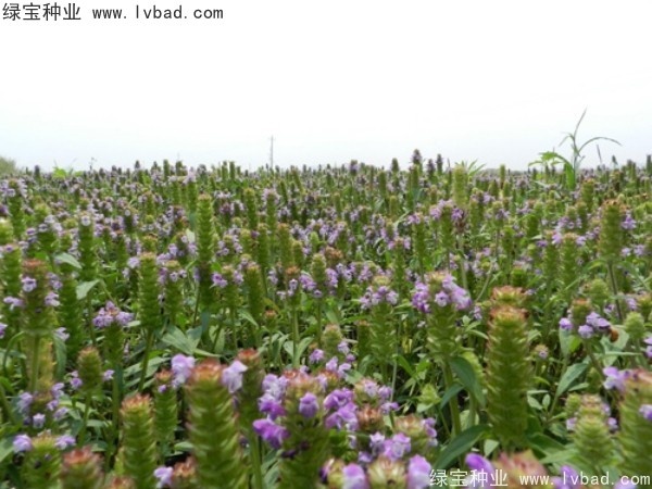 <a href='https://www.lvbad.com/yaocaizhongzi/2325.html' target='_blank'>夏枯球</a><a href='https://www.lvbad.com/' target='_blank'>种子</a>