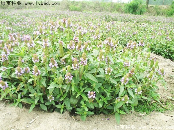 <a href='https://www.lvbad.com/yaocaizhongzi/2325.html' target='_blank'>夏枯球种子</a>
