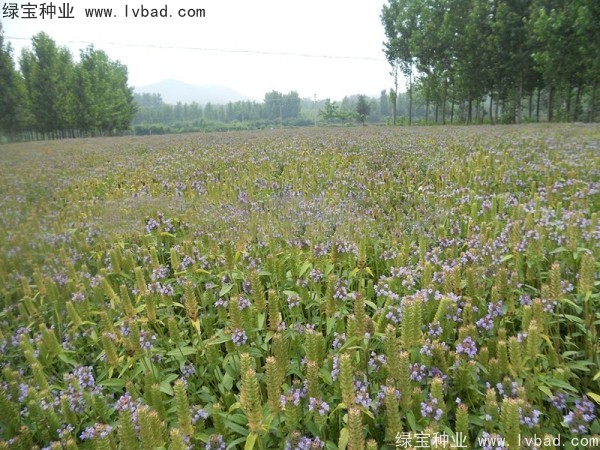 <a href='https://www.lvbad.com/yaocaizhongzi/2325.html' target='_blank'>夏枯球</a><a href='https://www.lvbad.com/' target='_blank'>种子</a>