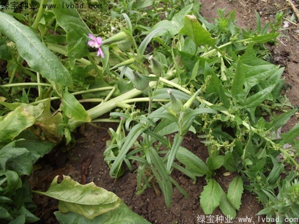 王不留<a href='https://www.lvbad.com/' target='_blank'>种子</a>