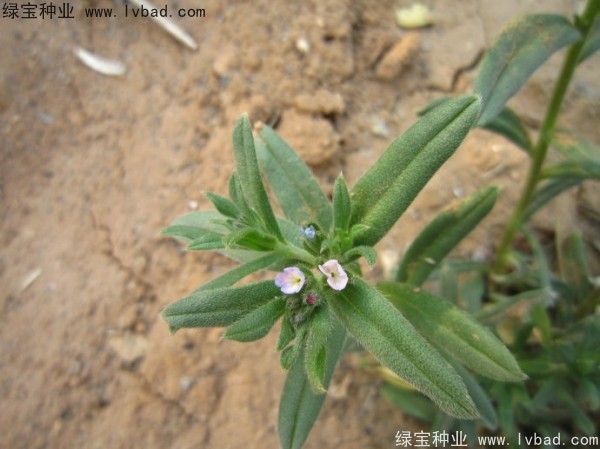 王不留<a href='https://www.lvbad.com/' target='_blank'>种子</a>