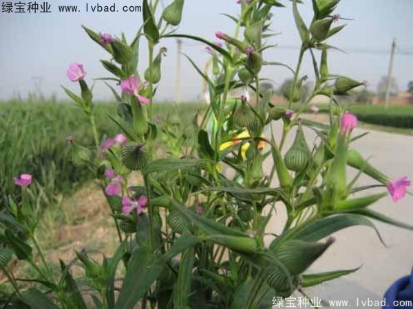 <a href='https://www.lvbad.com/yaocaizhongzi/2326.html' target='_blank'>王不留种子</a>